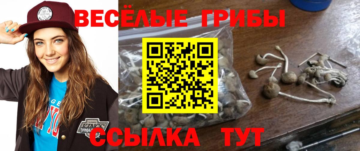 как найти закладки  Псилоцибиновые грибы мицелий  Галлюциногенные грибы Cubensis  Вход с VPN  Тосно 